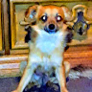 Meet your Posher, Serena